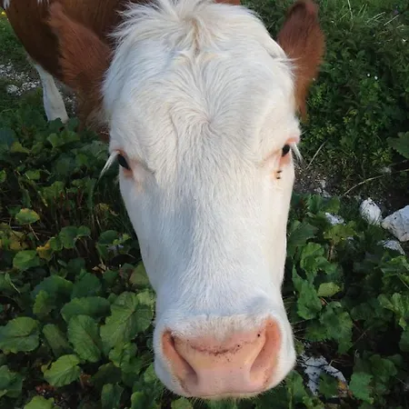 Apartamento Cesa Al Monech