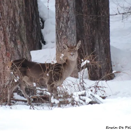 Apartamento Cesa Al Monech Selva di Cadore
