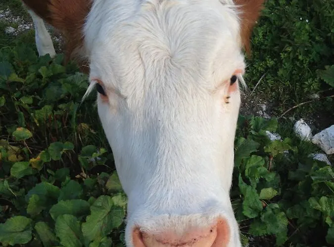 شقة Cesa Al Monech