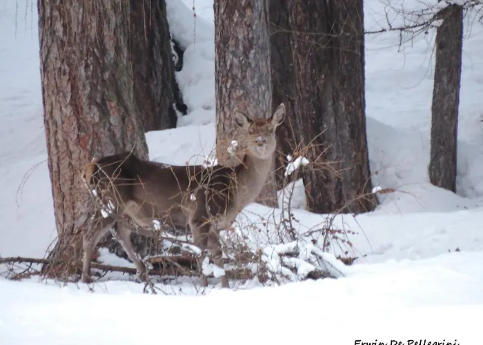 شقة Cesa Al Monech سيلفا دي كادوري